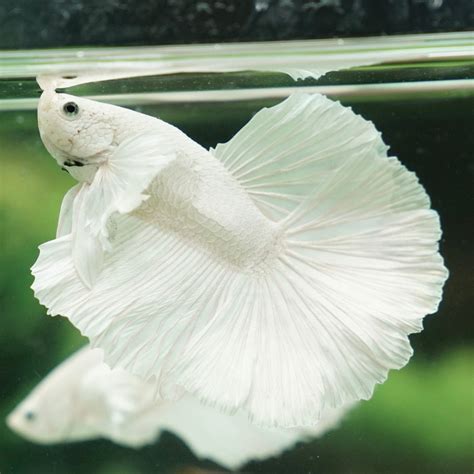 betta fish shop online.